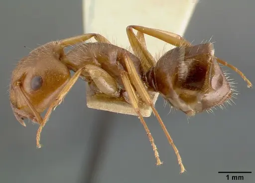 Camponotus cocosensis specimen CASTYPE00461-02 image castype00461-02_3