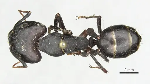 Camponotus cognatocompressus specimen CASENT0249899 image casent0249899_1