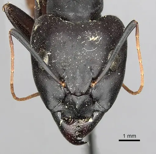 Camponotus cognatocompressus specimen CASENT0249899 image casent0249899_2