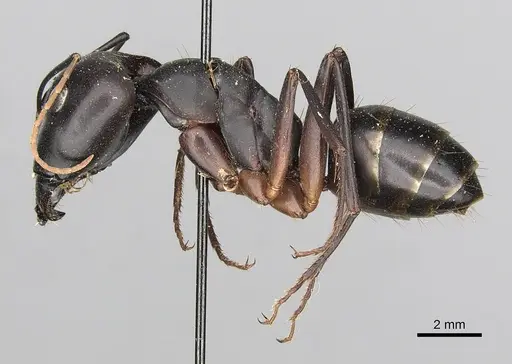 Camponotus cognatocompressus specimen CASENT0249899 image casent0249899_3