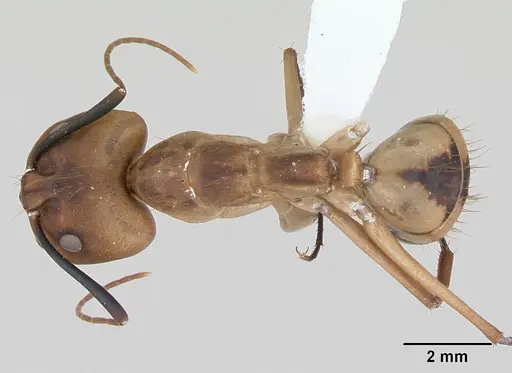 Camponotus coloratus specimen CASENT0173405 image casent0173405_1