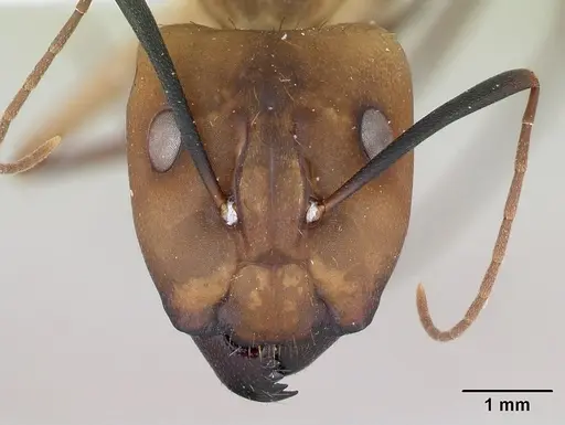 Camponotus coloratus specimen CASENT0173405 image casent0173405_2