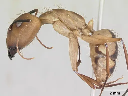 Camponotus coloratus specimen CASENT0173405 image casent0173405_3