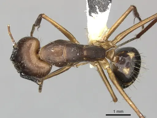 Camponotus coloratus specimen CASENT0249612 image casent0249612_1
