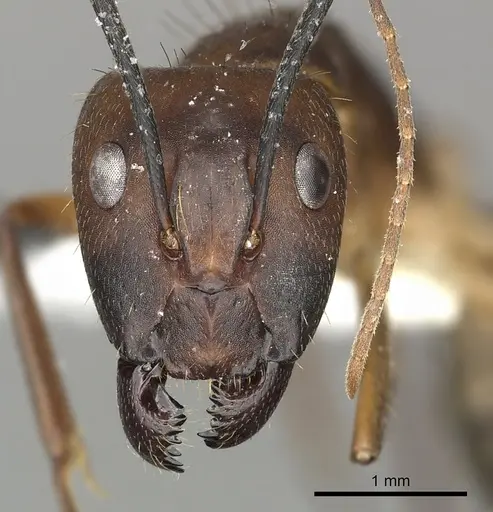 Camponotus coloratus specimen CASENT0249612 image casent0249612_2
