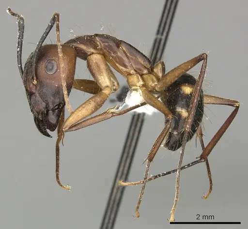 Camponotus coloratus specimen CASENT0249612 image casent0249612_3
