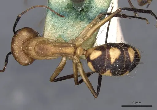 Camponotus coloratus specimen CASENT0910024 image casent0910024_1