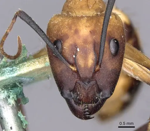 Camponotus coloratus specimen CASENT0910024 image casent0910024_2