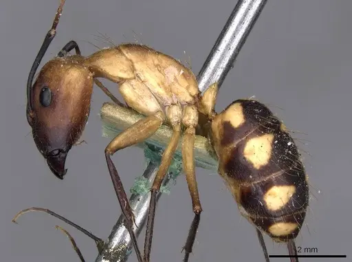 Camponotus coloratus specimen CASENT0910024 image casent0910024_3