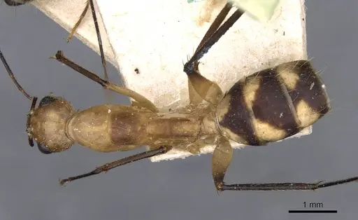 Camponotus coloratus specimen CASENT0910025 image casent0910025_1