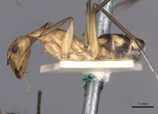 Camponotus coloratus specimen CASENT0910025 image casent0910025_3