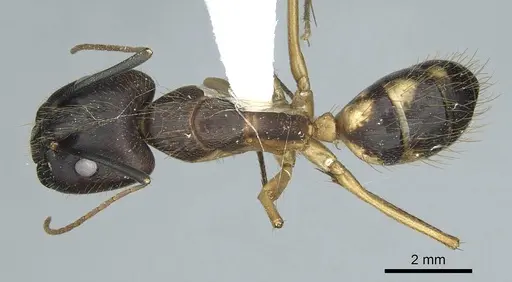 Camponotus coloratus specimen CASENT0914435 image casent0914435_1