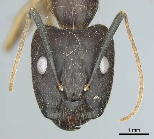 Camponotus coloratus specimen CASENT0914435 image casent0914435_2