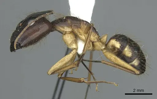Camponotus coloratus specimen CASENT0914435 image casent0914435_3