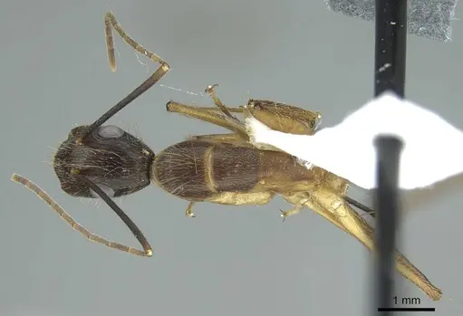 Camponotus coloratus specimen CASENT0914436 image casent0914436_1