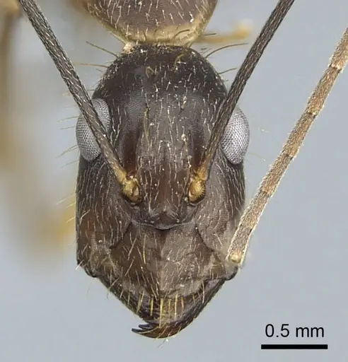 Camponotus coloratus specimen CASENT0914436 image casent0914436_3