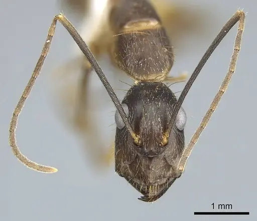 Camponotus coloratus specimen CASENT0914436 image casent0914436_4
