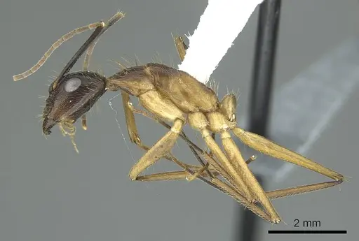 Camponotus coloratus specimen CASENT0914436 image casent0914436_5