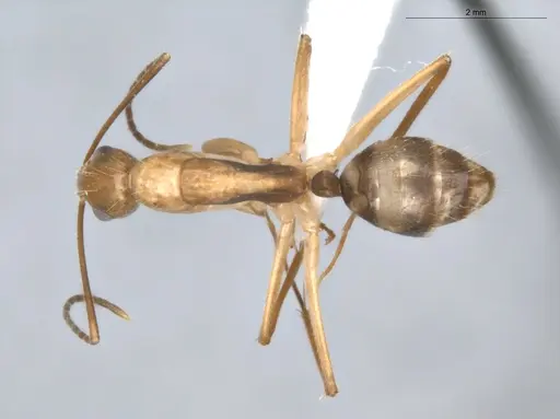 Camponotus coloratus specimen ECOFOG-KR17-0001-02 image ecofog-kr17-0001-02_1