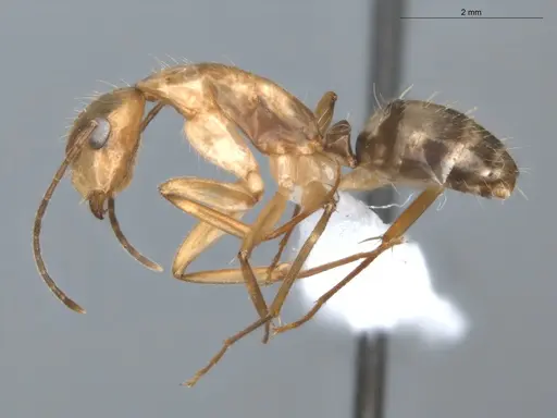 Camponotus coloratus specimen ECOFOG-KR17-0001-02 image ecofog-kr17-0001-02_3