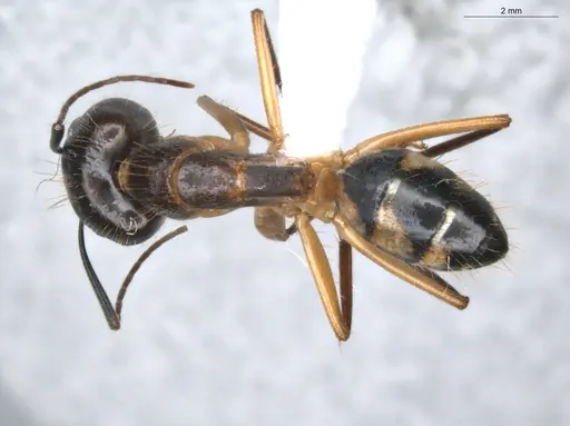 Camponotus coloratus specimen ECOFOG-KR18-0079-11-S image ecofog-kr18-0079-11-s_1