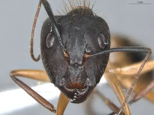 Camponotus coloratus specimen ECOFOG-KR18-0079-11-S image ecofog-kr18-0079-11-s_2