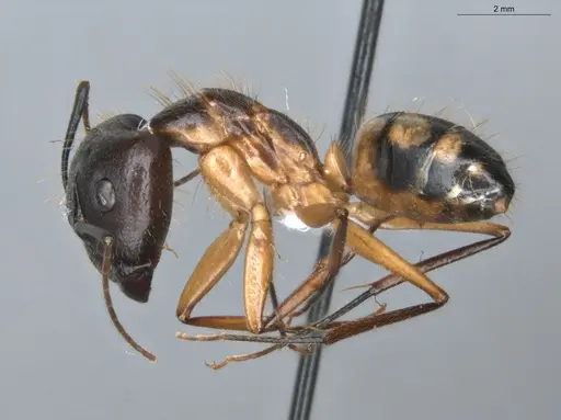 Camponotus coloratus specimen ECOFOG-KR18-0079-11-S image ecofog-kr18-0079-11-s_3