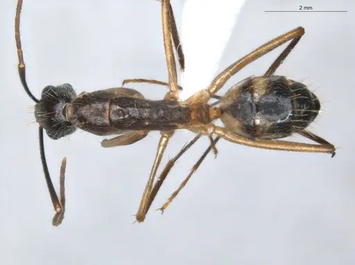 Camponotus coloratus specimen ECOFOG-KR18-0079-11 image ecofog-kr18-0079-11_1