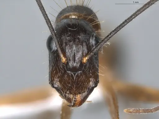 Camponotus coloratus specimen ECOFOG-KR18-0079-11 image ecofog-kr18-0079-11_2
