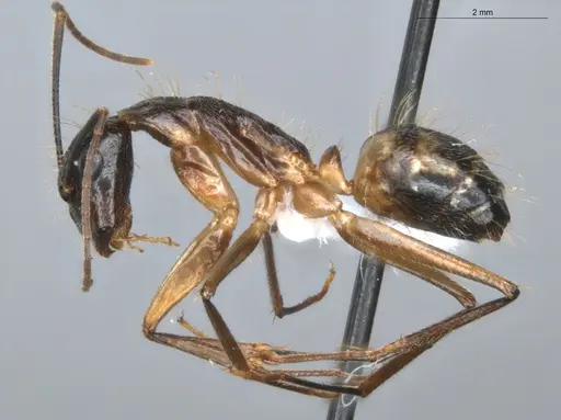 Camponotus coloratus specimen ECOFOG-KR18-0079-11 image ecofog-kr18-0079-11_3