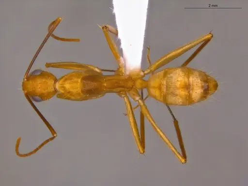 Camponotus coloratus specimen ECOFOG-OI17-0211-04 image ecofog-oi17-0211-04_1