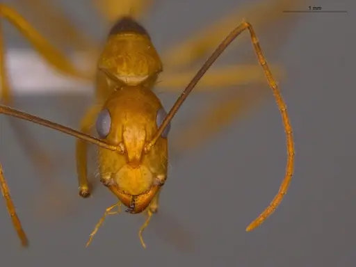 Camponotus coloratus specimen ECOFOG-OI17-0211-04 image ecofog-oi17-0211-04_2
