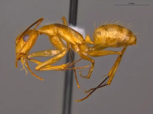 Camponotus coloratus specimen ECOFOG-OI17-0211-04 image ecofog-oi17-0211-04_3