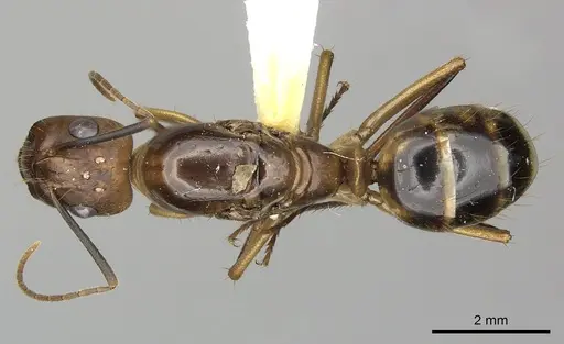 Camponotus coloratus specimen INBIOCRI002281149 image inbiocri002281149_1