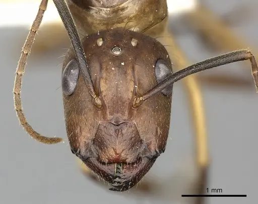 Camponotus coloratus specimen INBIOCRI002281149 image inbiocri002281149_2