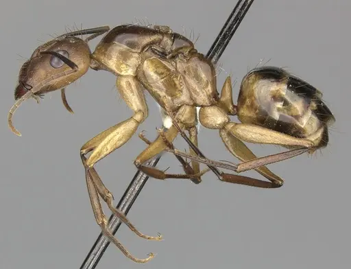 Camponotus coloratus specimen INBIOCRI002281149 image inbiocri002281149_3
