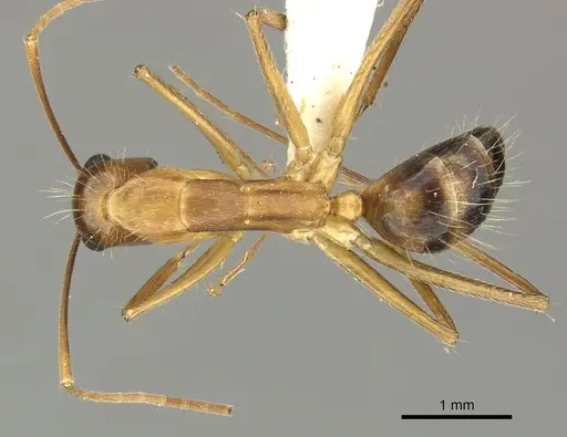 Camponotus coloratus specimen JTLC000001709 image jtlc000001709_1
