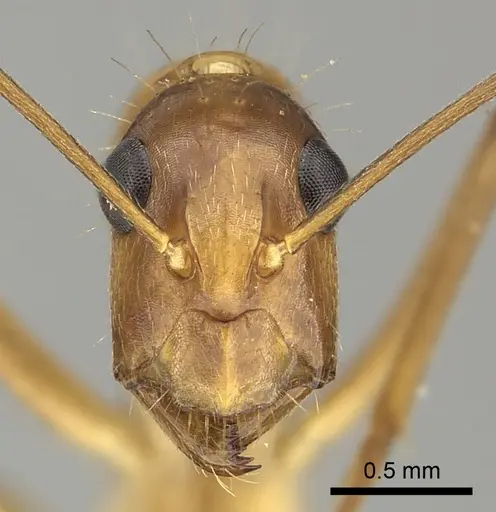 Camponotus coloratus specimen JTLC000001709 image jtlc000001709_2