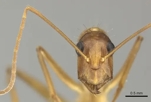 Camponotus coloratus specimen JTLC000001709 image jtlc000001709_3