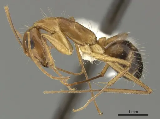 Camponotus coloratus specimen JTLC000001709 image jtlc000001709_4