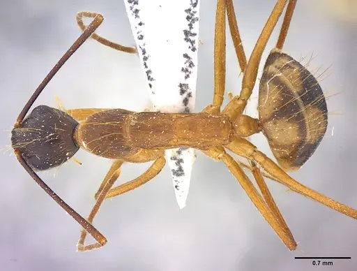 Camponotus coloratus specimen LABSEI image labsei_000306_1