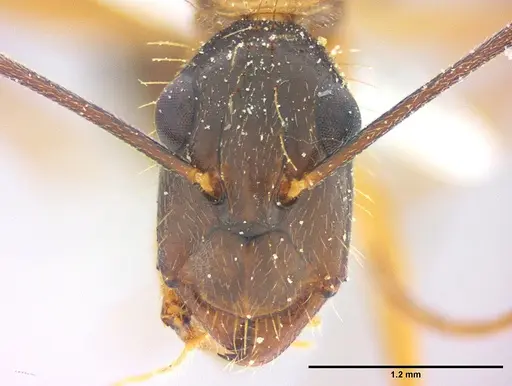 Camponotus coloratus specimen LABSEI image labsei_000306_2