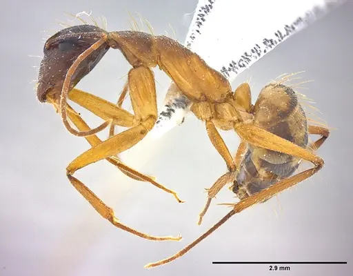 Camponotus coloratus specimen LABSEI image labsei_000306_3