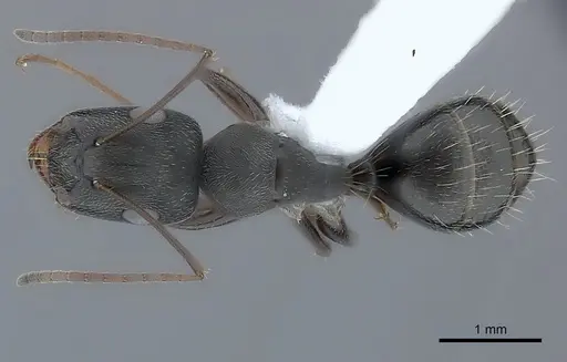 Camponotus compositor specimen CASENT0217632 image casent0217632_1