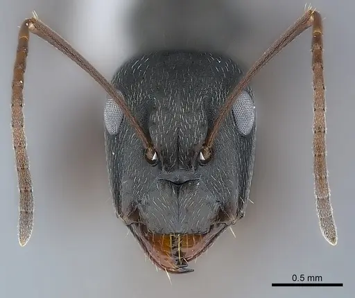 Camponotus compositor specimen CASENT0217632 image casent0217632_2