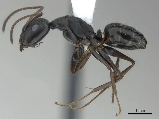 Camponotus compositor specimen CASENT0217632 image casent0217632_3