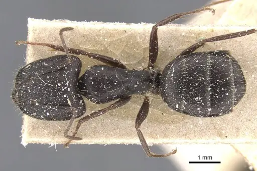 Camponotus compositor specimen CASENT0911682 image casent0911682_1