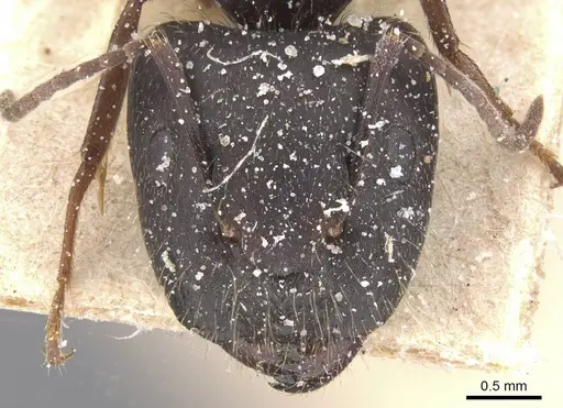 Camponotus compositor specimen CASENT0911682 image casent0911682_2