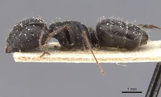Camponotus compositor specimen CASENT0911682 image casent0911682_3