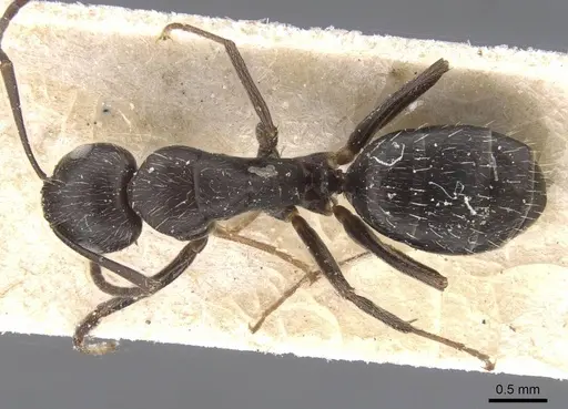 Camponotus compositor specimen CASENT0911683 image casent0911683_1